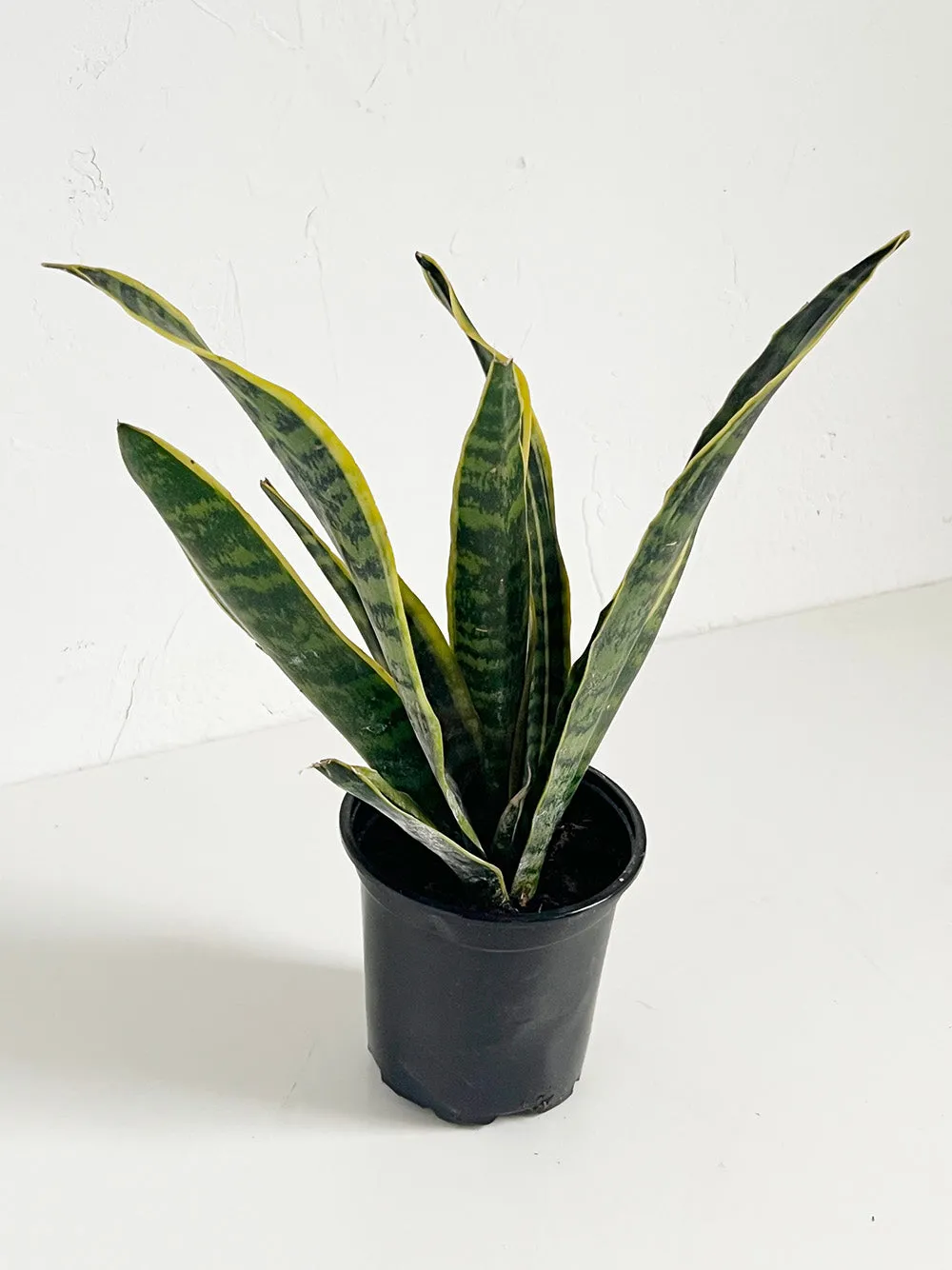 Laurentii Snake Plant