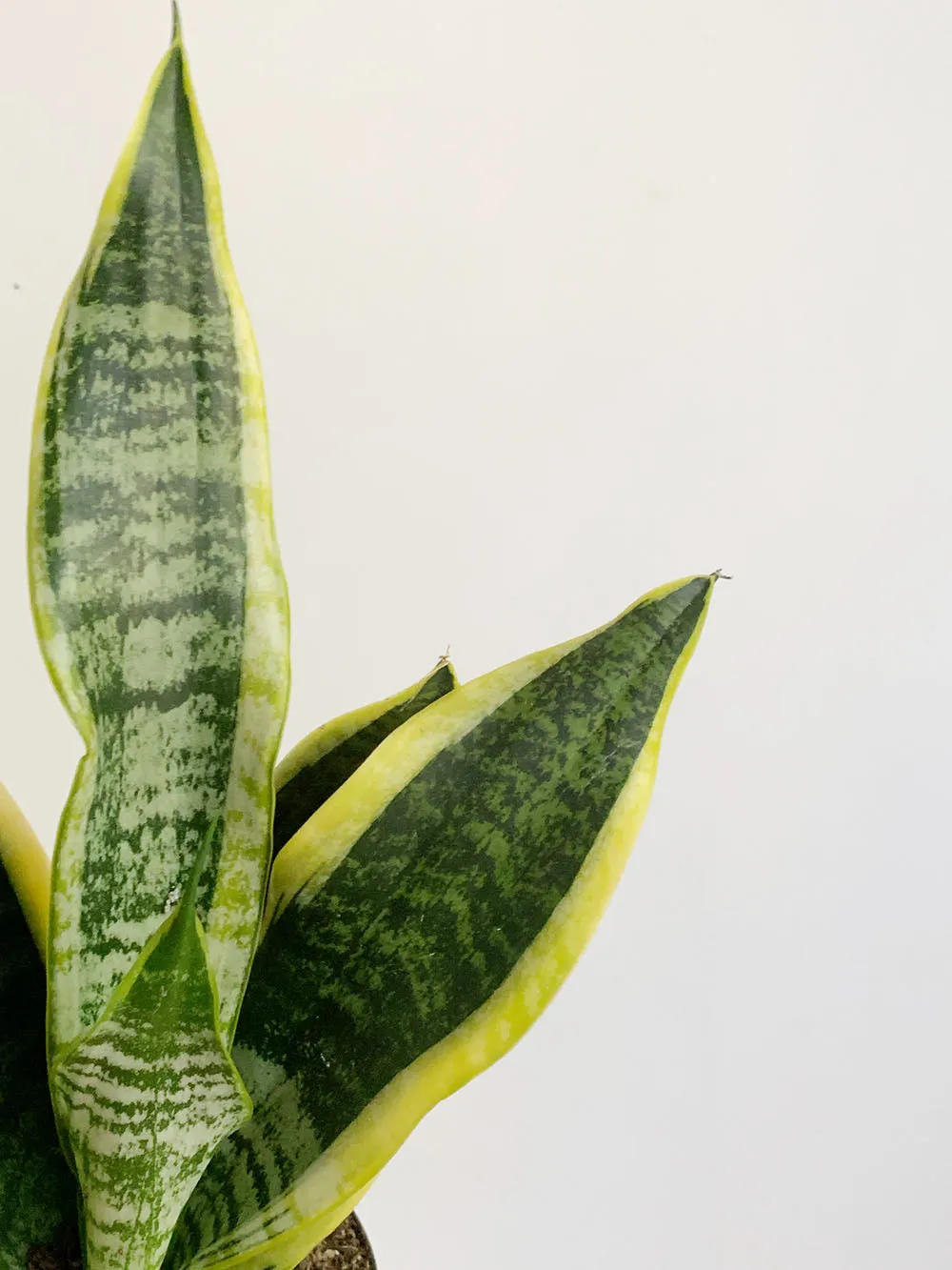 Laurentii Snake Plant