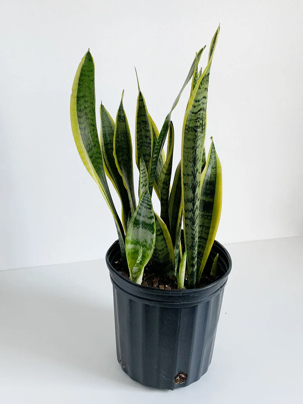 Laurentii Snake Plant